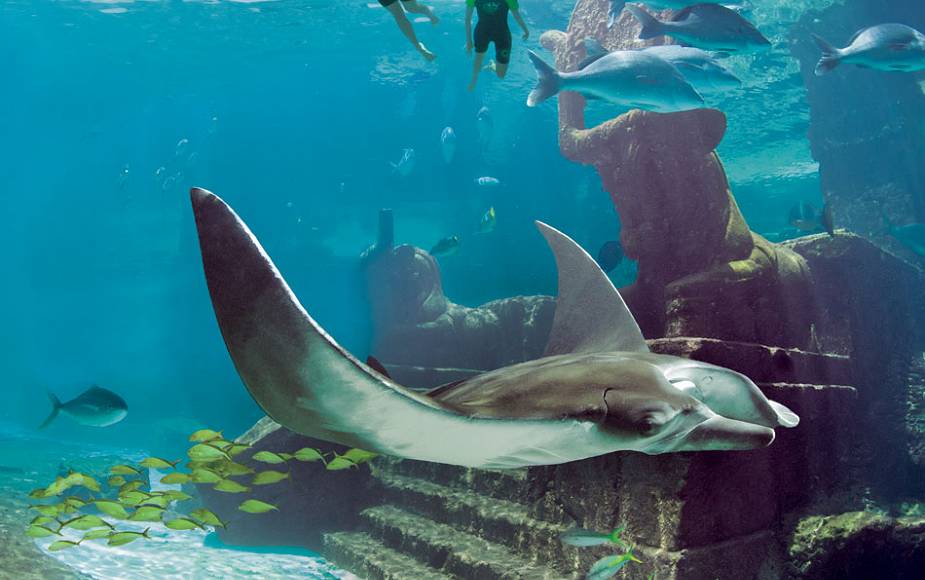 dolphincay snorkel ruins