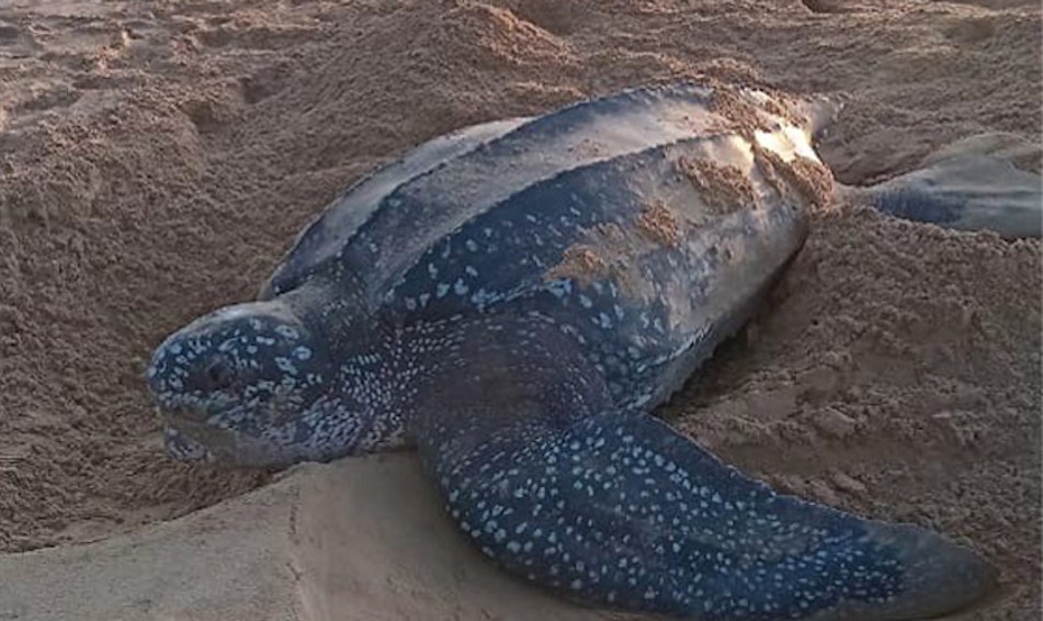 Tour de Turtles Race | Atlantis Sponsors | Atlantis Bahamas