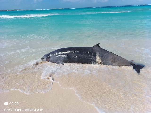 Stranded Gervais’ beaked whale January 2026, Rum Cay