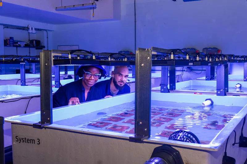 Protein skimmers and filtration systems in the coral gene bank facility