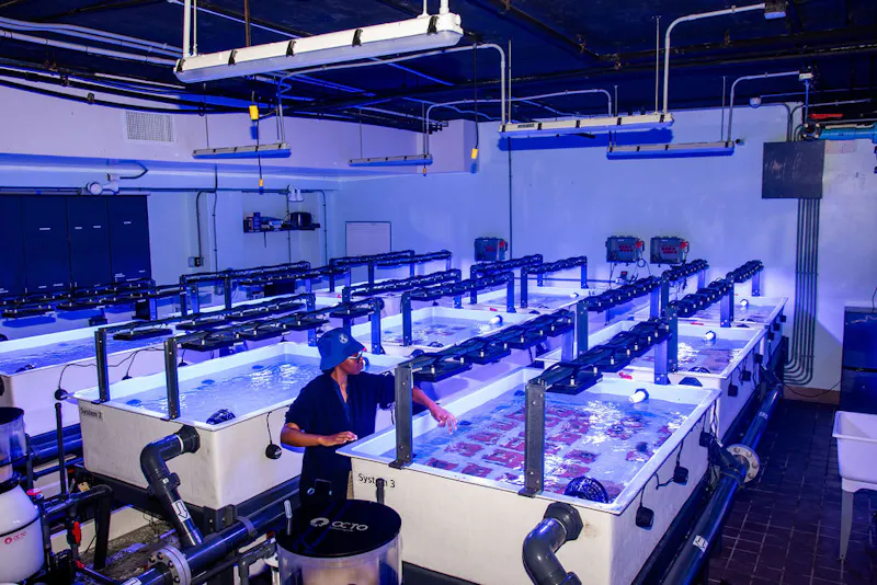 Staff examining coral fragments with magnifying tool under blue LED lighting