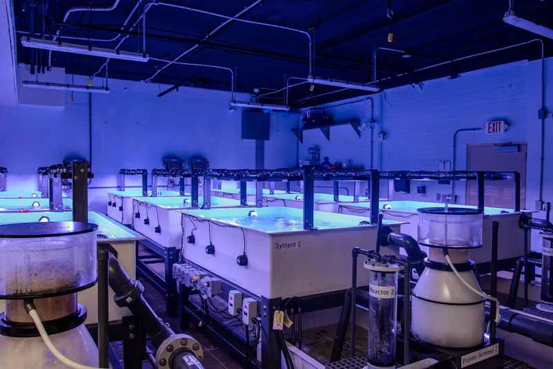 Row of gene bank tanks with blue LED lighting and filtration equipment
