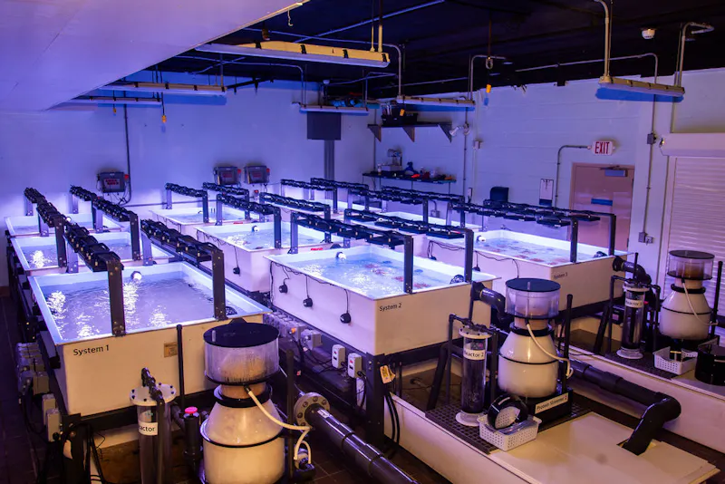 Staff handling coral fragments at the edge of a tank under blue lighting