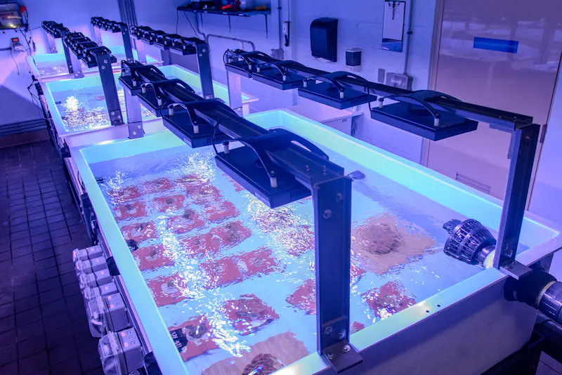 Two staff members examining coral in a tank under blue lighting